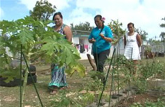 Kurason Ysengsong Community Gardens